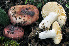  ( - BGE_00472_D01)  @11 [ ] Copyright (2024) Luciano Michelin None