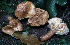  (Lactarius fraxineus - BGE_00472_D08)  @11 [ ] Copyright (2024) Luciano Michelin None