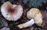  (Russula rhodella - BGE_00472_D11)  @11 [ ] Copyright (2024) Luciano Michelin None