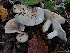  (Russula subterfurcata - BGE_00472_E02)  @11 [ ] Copyright (2024) Luciano Michelin None