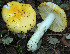  (Russula helios - BGE_00472_E04)  @11 [ ] Copyright (2024) Luciano Michelin None