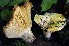  (Russula flavispora - BGE_00472_E12)  @11 [ ] Copyright (2024) Luciano Michelin None