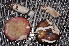  (Russula subaffinis - BGE_00472_F03)  @11 [ ] Copyright (2024) Luciano Michelin None
