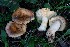  (Russula suberetorum - BGE_00472_F05)  @11 [ ] Copyright (2024) Luciano Michelin None