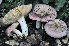  (Russula nuragica - BGE_00472_F09)  @11 [ ] Copyright (2024) Luciano Michelin None