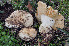  (Russula werneri - BGE_00472_F11)  @11 [ ] Copyright (2024) Luciano Michelin None