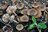  (Entoloma cistophilum - BGE_00472_F12)  @11 [ ] Copyright (2024) Luciano Michelin None