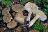  (Lactarius subruginosus - BGE_00472_G02)  @11 [ ] Copyright (2024) Luciano Michelin None