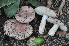  (Russula subazurea - BGE_00472_G03)  @11 [ ] Copyright (2024) Luciano Michelin None
