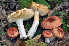  (Russula annae - BGE_00472_G05)  @11 [ ] Copyright (2024) Luciano Michelin None