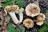  ( - BGE_00472_G06)  @11 [ ] Copyright (2024) Luciano Michelin None
