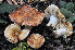  (Russula dryophila - BGE_00472_G07)  @11 [ ] Copyright (2024) Luciano Michelin None