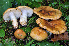  (Russula fragrans - BGE_00472_G08)  @11 [ ] Copyright (2024) Luciano Michelin None