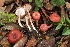  (Entoloma roseum - BGE_00472_G09)  @11 [ ] Copyright (2024) Luciano Michelin None