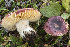  (Russula cupreola - BGE_00472_H01)  @11 [ ] Copyright (2024) Luciano Michelin None