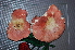  (Russula alternata - BGE_00472_H04)  @11 [ ] Copyright (2024) Luciano Michelin None