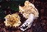  (Russula flavocitrina - BGE_00472_H07)  @11 [ ] Copyright (2024) Luciano Michelin None