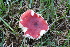  (Russula retispora - BGE_00472_H08)  @11 [ ] Copyright (2024) Luciano Michelin None