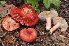  (Russula stenocystidiata - BGE_00472_H09)  @11 [ ] Copyright (2024) Luciano Michelin None