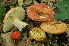  (Russula nympharum - BGE_00473_A06)  @11 [ ] Copyright (2024) Luciano Michelin None