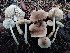  (Pseudohydropus - BGE_00473_A08)  @11 [ ] Copyright (2024) Luciano Michelin None