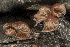  (Panellus violaceofuscus - BGE_00473_B07)  @11 [ ] Copyright (2024) Renato Jonny Ferrari none