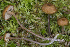  (Entoloma sodale - BGE_00473_B09)  @11 [ ] Copyright (2024) Renato Jonny Ferrari none