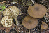  (Callistosporium xanthophyllum - BGE_00473_B12)  @11 [ ] Copyright (2024) Renato Jonny Ferrari none