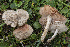  ( - BGE_00473_E02)  @11 [ ] Copyright (2024) Renato Jonny Ferrari none