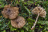  (Entoloma pseudoturci - BGE_00473_E05)  @11 [ ] Copyright (2024) Renato Jonny Ferrari none
