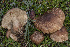  ( - BGE_00473_E10)  @11 [ ] Copyright (2024) Renato Jonny Ferrari none