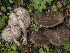  (Entoloma clypeatum - BGE_00473_F07)  @11 [ ] Copyright (2024) Renato Jonny Ferrari none