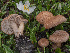  ( - BGE_00473_F12)  @11 [ ] Copyright (2024) Renato Jonny Ferrari none