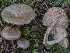  ( - BGE_00473_G01)  @11 [ ] Copyright (2024) Renato Jonny Ferrari none
