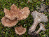  ( - BGE_00473_G02)  @11 [ ] Copyright (2024) Renato Jonny Ferrari none
