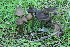  (Entoloma atlanticum - BGE_00473_G08)  @11 [ ] Copyright (2024) Alessandro Ruggero None