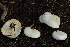  (Leucopaxillus monticola - BGE_00473_H08)  @11 [ ] Copyright (2024) Alessandro Ruggero None