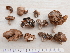  (Entoloma decastes - BGE_00473_H09)  @11 [ ] Copyright (2024) Alessandro Ruggero None