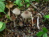  (Conocybe brunneidisca - BGE_00474_B12)  @11 [ ] Copyright (2024) Enrico Bizio none