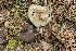  (Conocybe ochrostriata - BGE_00474_C10)  @11 [ ] Copyright (2024) Enrico Bizio none