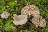  (Entoloma cettoi - BGE_00474_F01)  @11 [ ] Copyright (2024) Enrico Bizio none