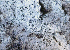  (Hypochnicium caucasicum - BGE_00475_A07)  @11 [ ] Copyright (2024) Enrico Bizio none
