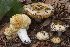  (Russula straminea - BGE_00477_H07)  @11 [ ] Copyright (2024) Alessandro Valdagni None