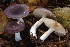  (Russula unicolor - BGE_00478_B08)  @11 [ ] Copyright (2024) Marco Floriani None