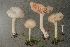  (Entoloma speculum - BGE_00478_D11)  @11 [ ] Copyright (2024) Marco Floriani None