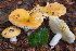  (Russula aurantiocutis - BGE_00478_F04)  @11 [ ] Copyright (2024) Alessandro Valdagni None