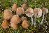  (Entoloma catalaunicum - BGE_00478_G01)  @11 [ ] Copyright (2024) Alessandro Valdagni None