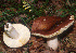  ( - BGE_00480_C04)  @11 [ ] Copyright (2024) Fabio Padovan None
