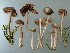  (Entoloma testaceum - BGE_00481_C06)  @11 [ ] Copyright (2024) Fabio Padovan None