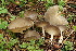  (Helvella ephippium - BGE_00481_F04)  @11 [ ] Copyright (2024) Fabio Padovan None